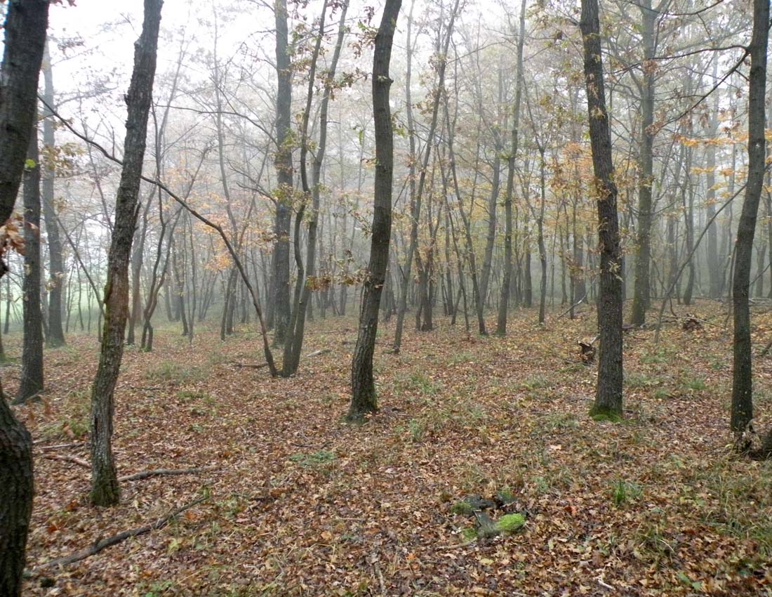 Nei boschi di Ulderico